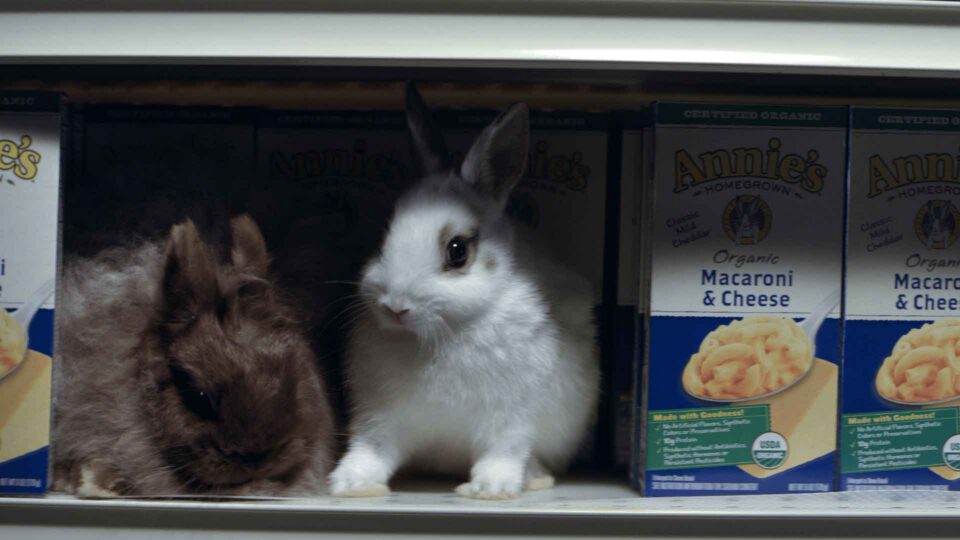 Two rabbits peeking from behind Annie’s macaroni & cheese boxes on a shelf.