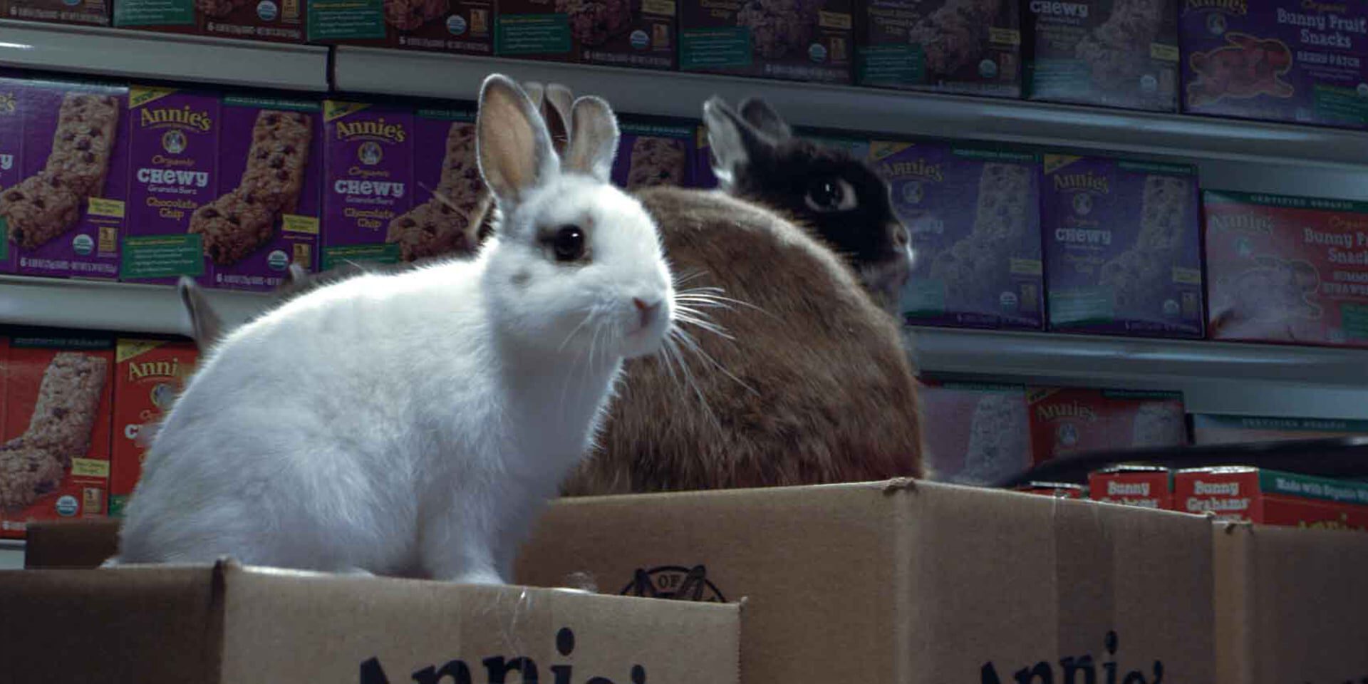 White and brown rabbits peeking from boxes in a store aisle