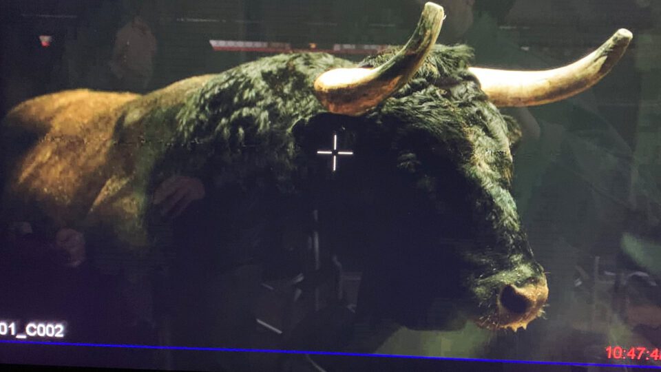 Taxidermied bull with large curved horns in a display case