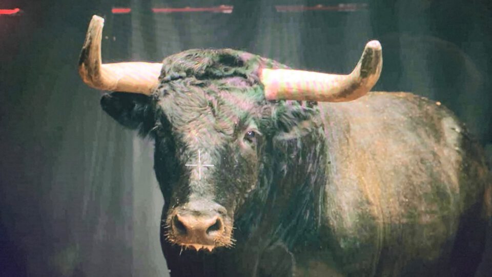 Black bull with large curved horns, viewed through glass in dim lighting
