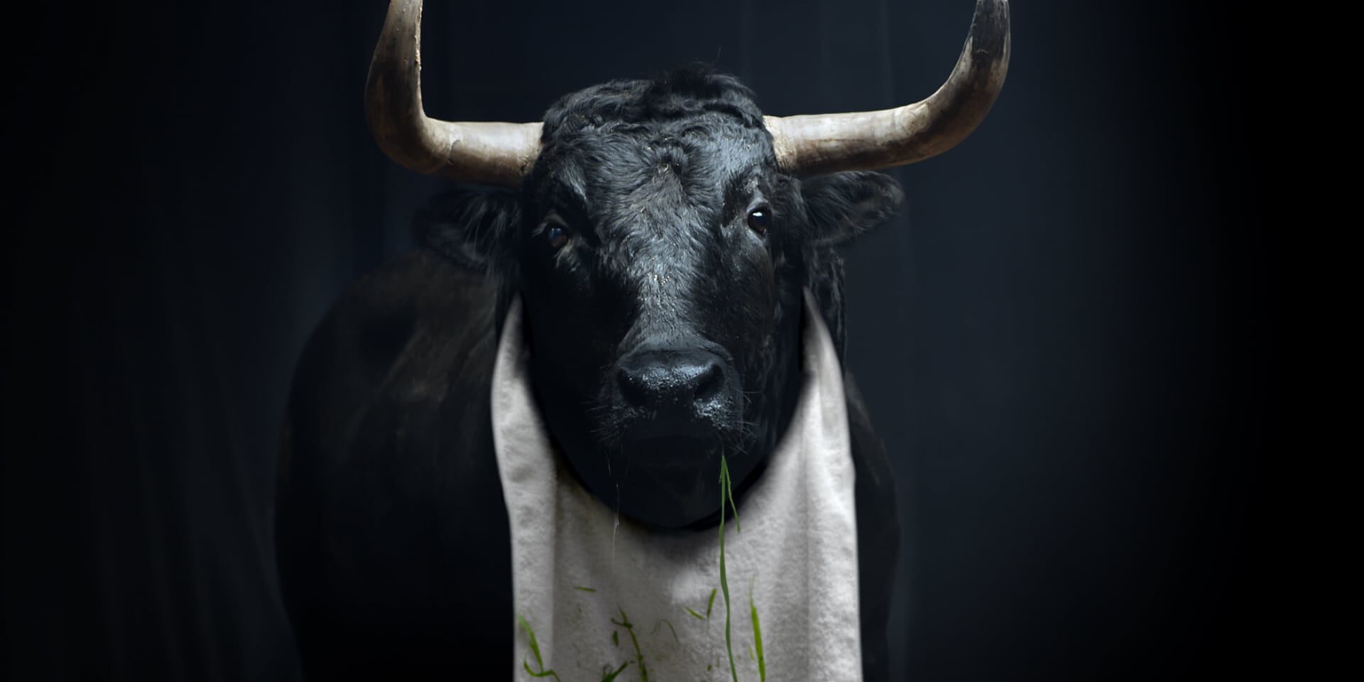 Black bull with large curved horns, wearing a white cloth, against dark background
