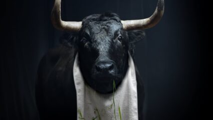 Grass-Fed Bull