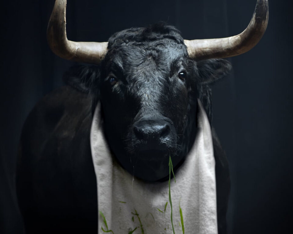 Black bull with large curved horns, wearing a white cloth, eating grass