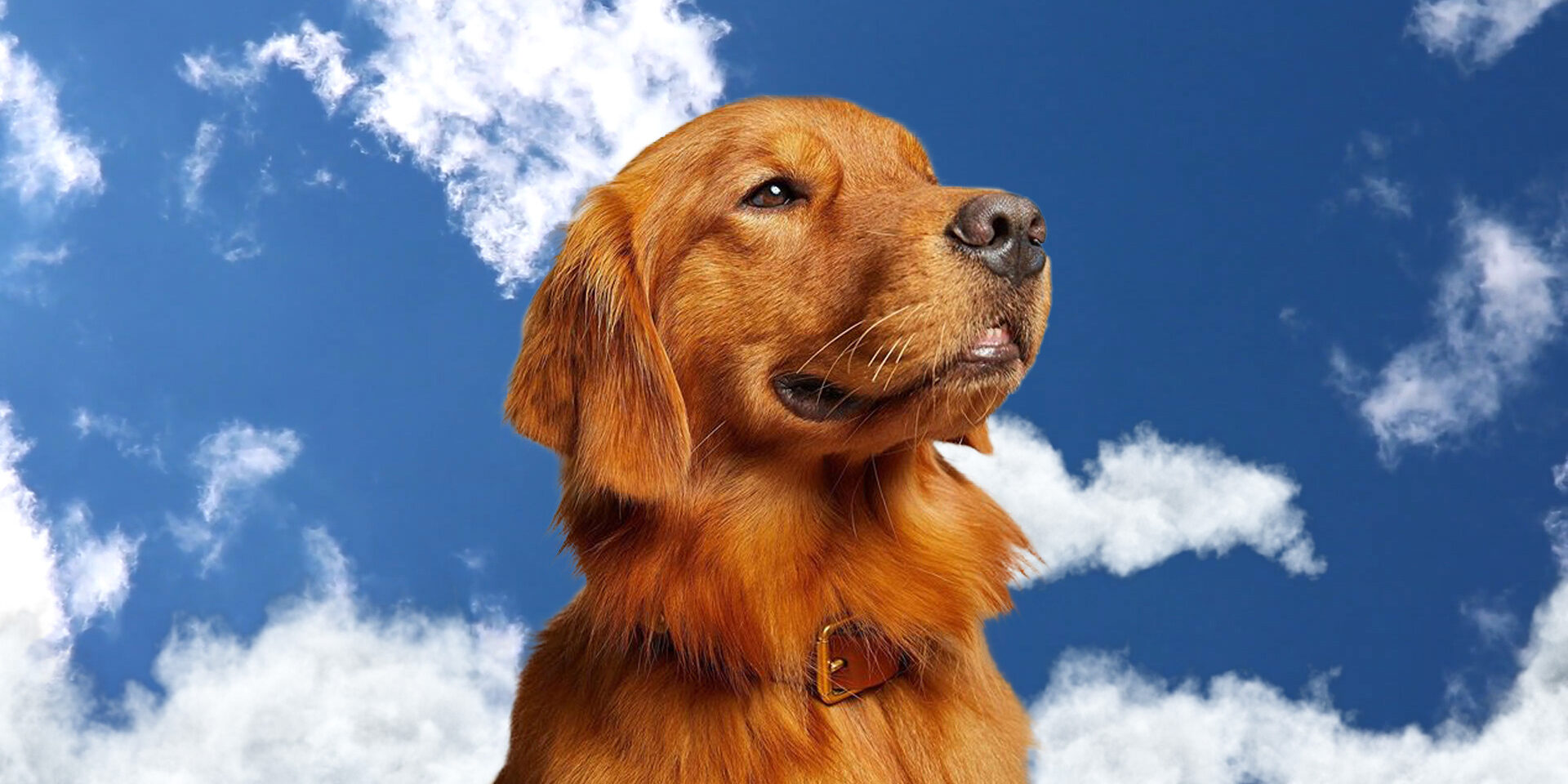 Golden retriever looking up against a blue sky with fluffy white clouds.