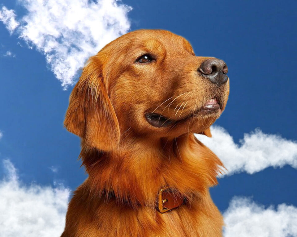 Golden retriever looking up against blue sky with clouds