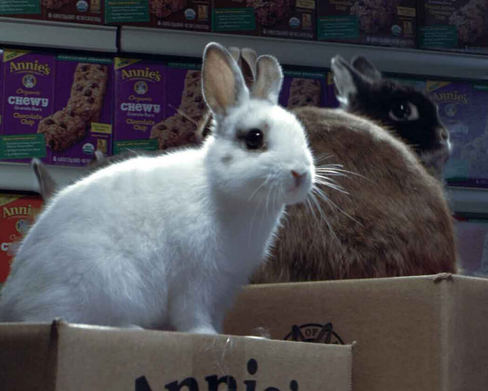 White rabbit and brown rabbit in cardboard box with Annie's snack boxes in background